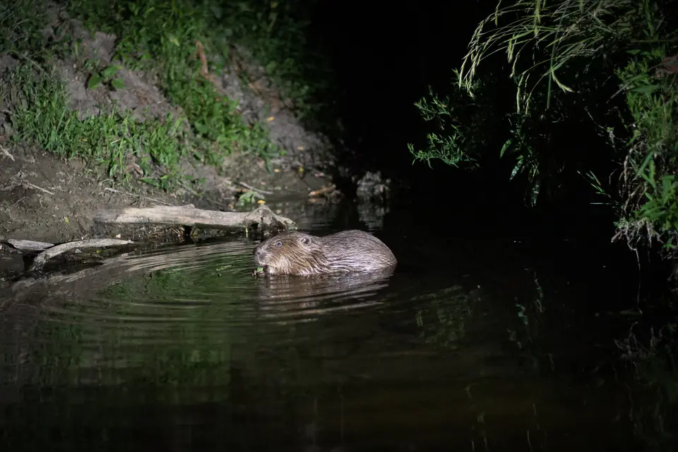 Photo Rencontre nocturne castor