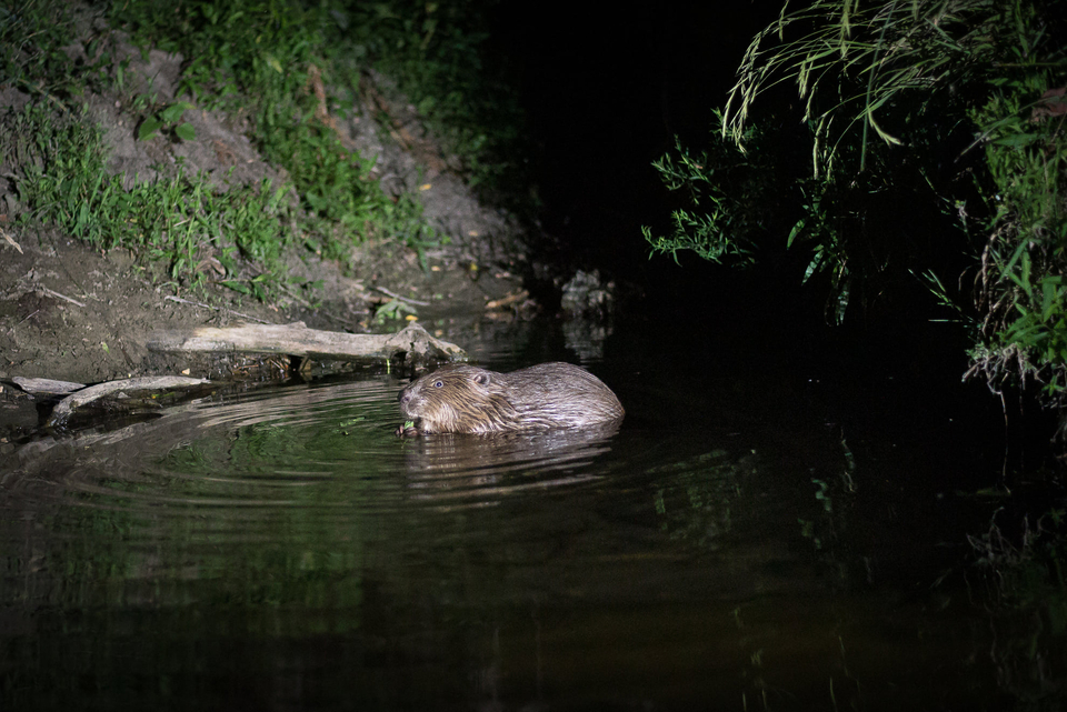 Photo castor photographié lors du'ne balade nocturne en barque